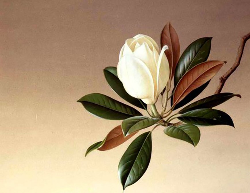 Angiosperme Magnolia