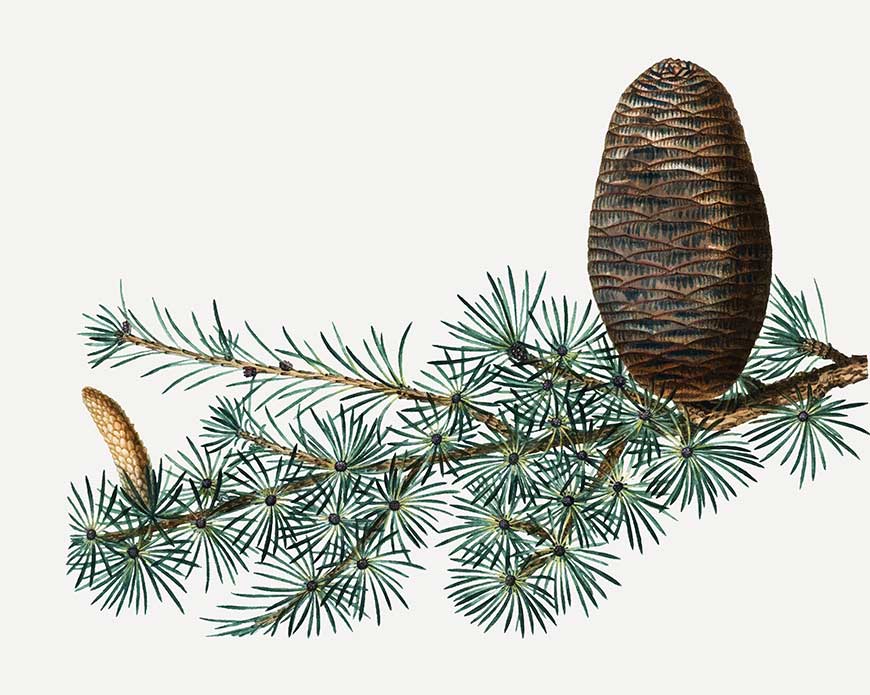 Gimnosperme Immagine Conifere